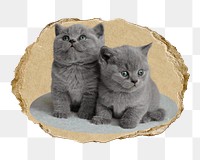 British short hair png kittens sticker, ripped paper, transparent background