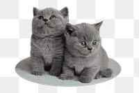 British short hair png kittens sticker, animal, transparent background