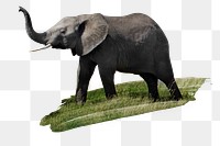 Elephant png sticker, animal, transparent background