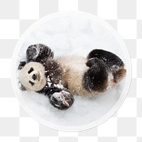 Panda png in snow sticker, animal in circle frame, transparent background