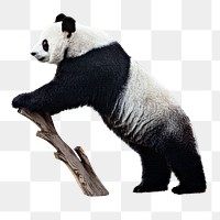 PNG Giant Panda , collage element, transparent background