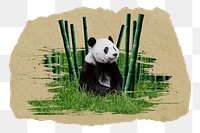 Panda bear png sticker, ripped paper, transparent background