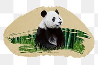 Panda bear png sticker, ripped paper, transparent background