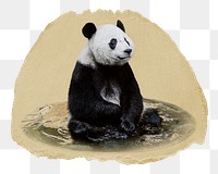 Panda bear png sticker, ripped paper, transparent background