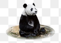 Panda bear png sticker, animal, transparent background