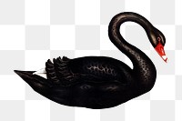 Black swan png sticker, vintage artwork, transparent background