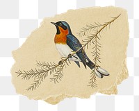 Flycatcher bird png sticker, vintage artwork, transparent background, ripped paper badge