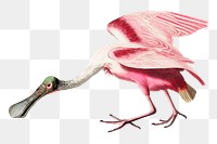 Roseate Spoonbill bird png sticker, George Barbier-inspired vintage artwork, transparent background