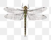 Dragonfly png sticker, vintage artwork, transparent background