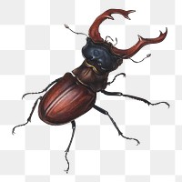 Stag beetle png sticker, insect vintage illustration, transparent background