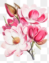 Png Magnolia Campbellii sticker, floral vintage illustration, transparent background