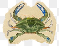 Blue crab png sticker, ripped paper, transparent background