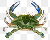 Blue crab png sticker, aquatic animal cut out, transparent background