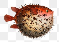 Puffer fish png illustration sticker, transparent background