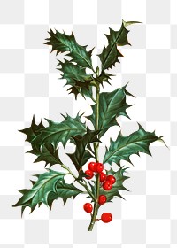 Holly branch png illustration sticker, transparent background