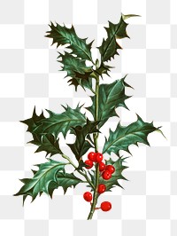 Png common holly sticker, vintage flower illustration, transparent background