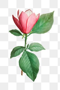 Lily magnolia png flower sticker illustration, transparent background