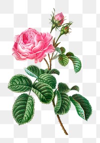 Cabbage rose png flower sticker illustration, transparent background