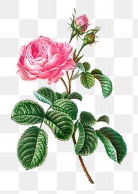 Png Cabbage rose sticker, vintage illustration, transparent background