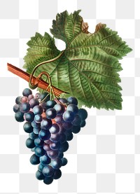 Grapes png sticker, vintage illustration in transparent background