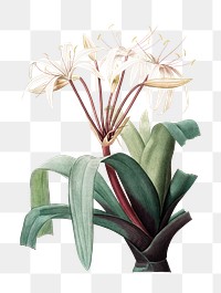 Png flower sticker, Crinum erubescens illustration, transparent background