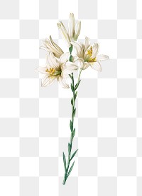 Madonna lily png flower sticker illustration, transparent background