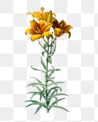 Fire lily png flower sticker, transparent background