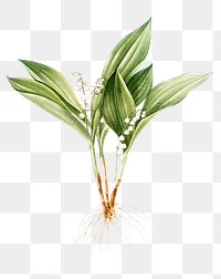 Flower png sticker, Lily of the valley, transparent background