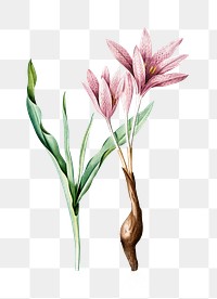 Autumn crocus png flower sticker illustration, transparent background