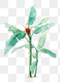 Scarlet banana plant png illustration sticker, transparent background