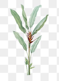 Tropical plant png illustration, Parrot heliconia sticker, transparent background