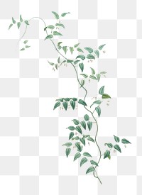 Bridal creeper plant png illustration sticker, transparent background