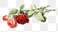 Png red rose sticker, vintage illustration, transparent background