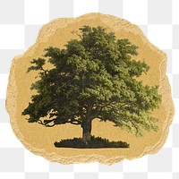 Lone tree png sticker, ripped paper on transparent background