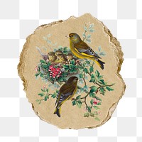 Greenfinch bird png sticker, vintage artwork, transparent background, ripped paper badge