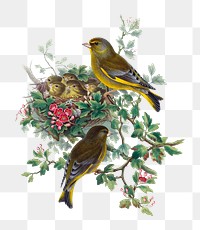 Greenfinch bird png sticker, vintage artwork, transparent background