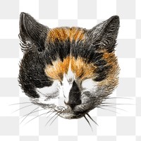 Png cat's head with closed eyes sticker, Jean Bernard's vintage illustration, transparent background