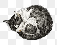 Png sleeping cat sticker, Jean Bernard's vintage illustration, transparent background