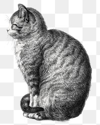 Png sitting cat sticker, Jean Bernard's vintage illustration, transparent background