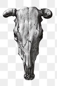 Png bull skull sticker, Jean Bernard vintage illustration, transparent background