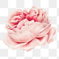 Png pink rose sticker, flower vintage illustration, transparent background