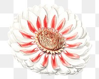 Png water lily sticker, aesthetic vintage illustration, transparent background