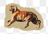 Tiger png sticker, vintage artwork, transparent background, ripped paper badge