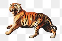 Tiger png sticker, vintage artwork, transparent background