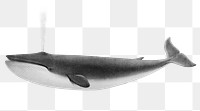 Whale png sticker, sea life vintage illustration, transparent background