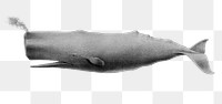 Whale png sticker, sea life vintage illustration, transparent background