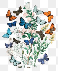 Png butterflies sticker, vintage insect illustration, transparent background