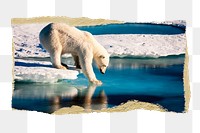 Polar bear png, animal sticker, ripped paper, transparent background