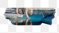 Polar bear png, animal sticker, washi tape, transparent background