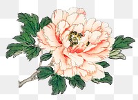 Png pink rose sticker, floral vintage illustration, transparent background